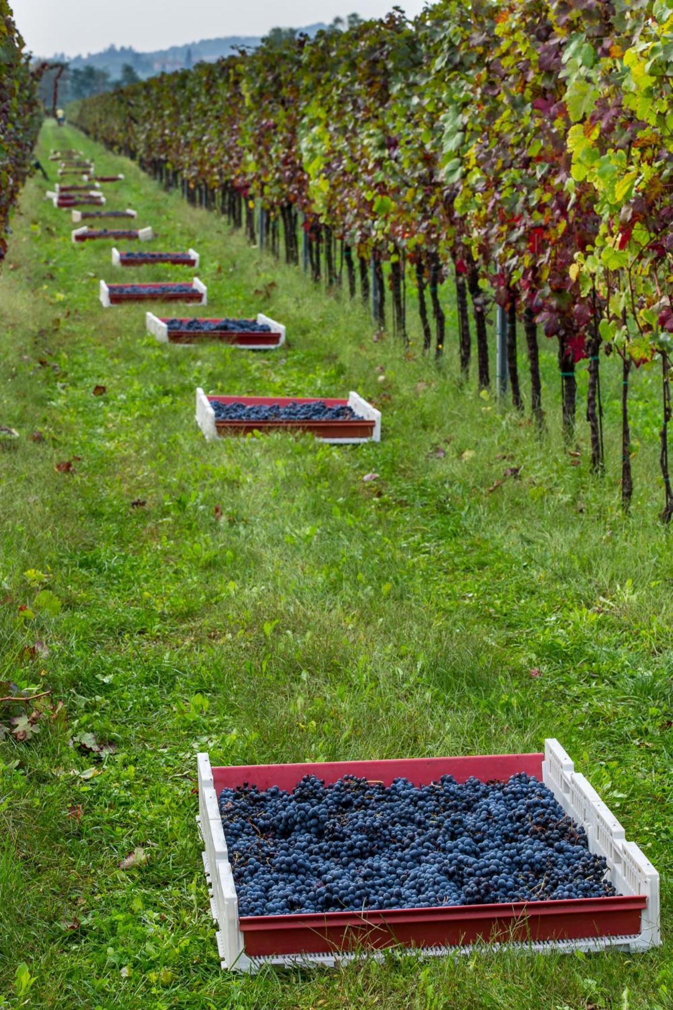Azienda Agricola Moschioni Cividale Del Friuli Exterior photo